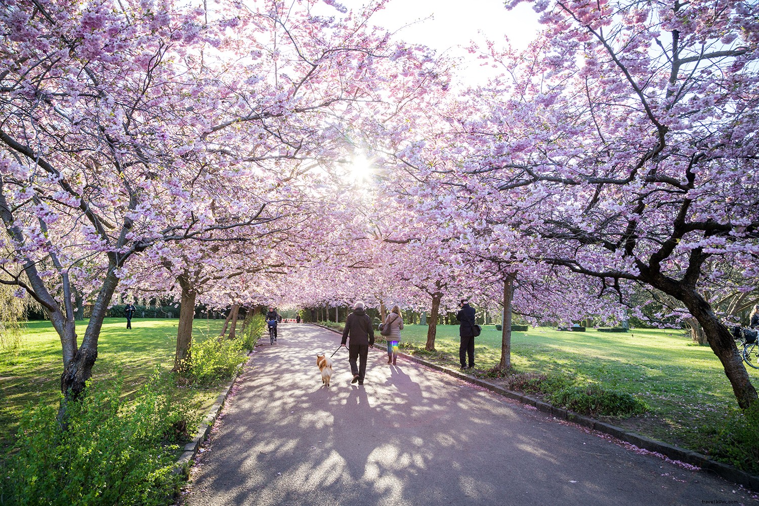 I posti migliori per vedere i fiori di ciliegio in tutto il mondo 